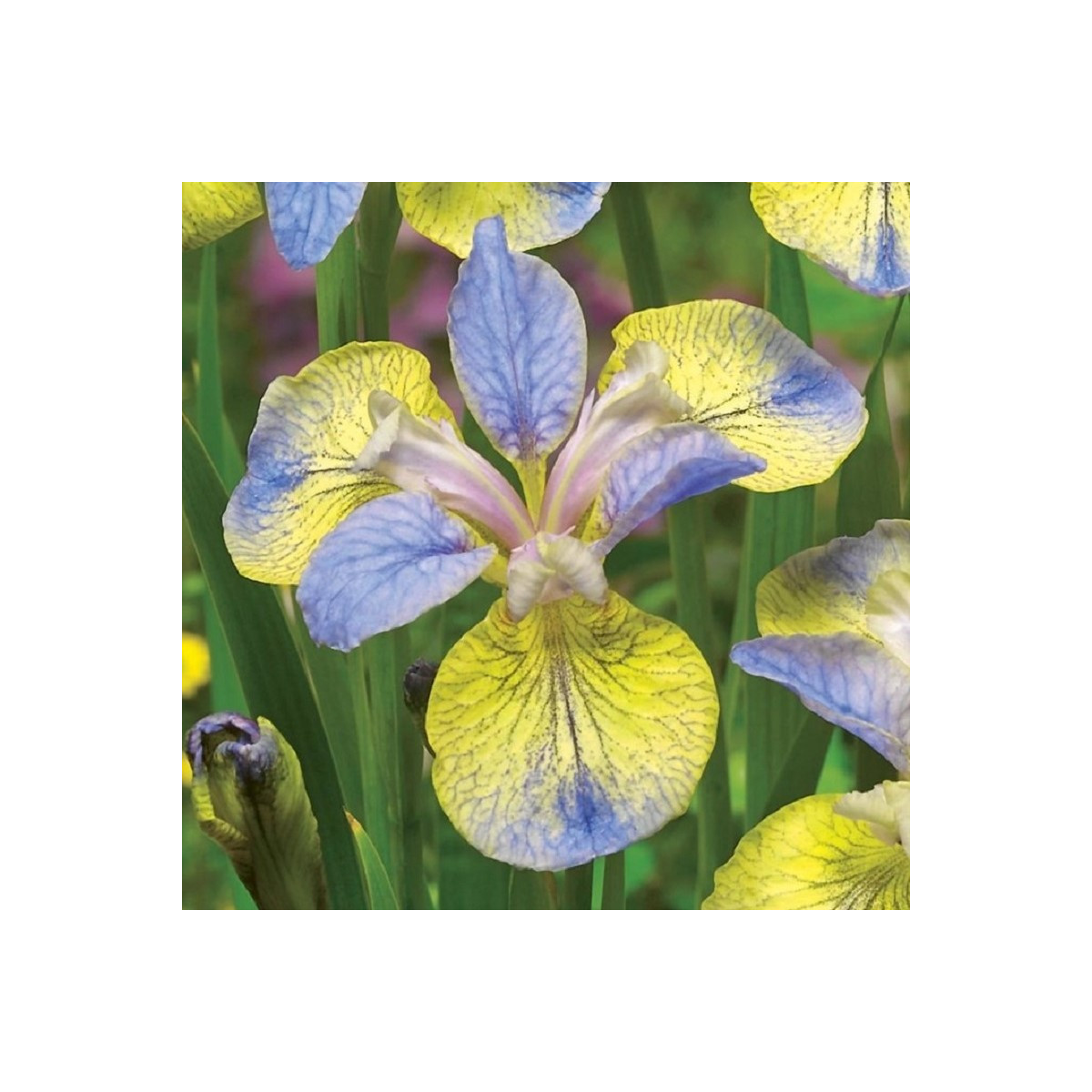 Kosatec sibiřský Tipped in Blue - Iris sibirica - prodej hlíz - 1 ks