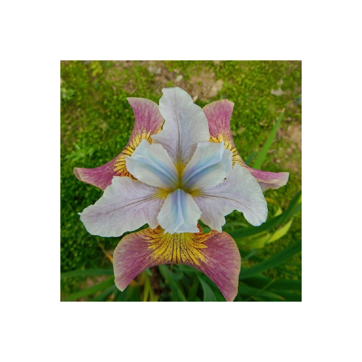 Kosatec sibiřský Sugar Rush - Iris sibirica - prodej hlíz - 1 ks