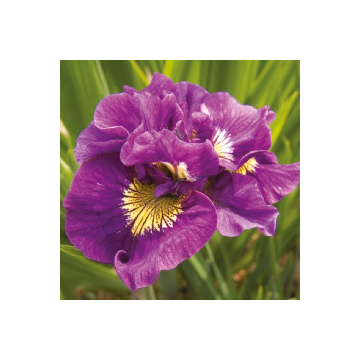 Kosatec sibiřský Double Standard - Iris sibirica - prodej hlíz - 1 ks