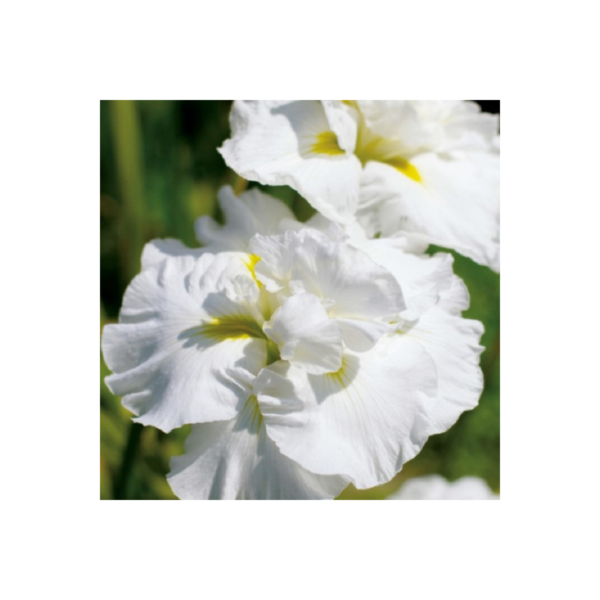 Kosatec sibiřský Double Play - Iris sibirica - prodej hlíz - 1 ks