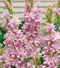 Tuberóza plnokvětá Pink Sapphire - Polianthes tuberosa - prodej cibulovin - 1 ks