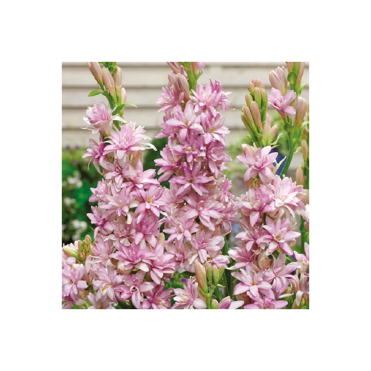 Tuberóza plnokvětá Pink Sapphire - Polianthes tuberosa - prodej cibulovin - 1 ks