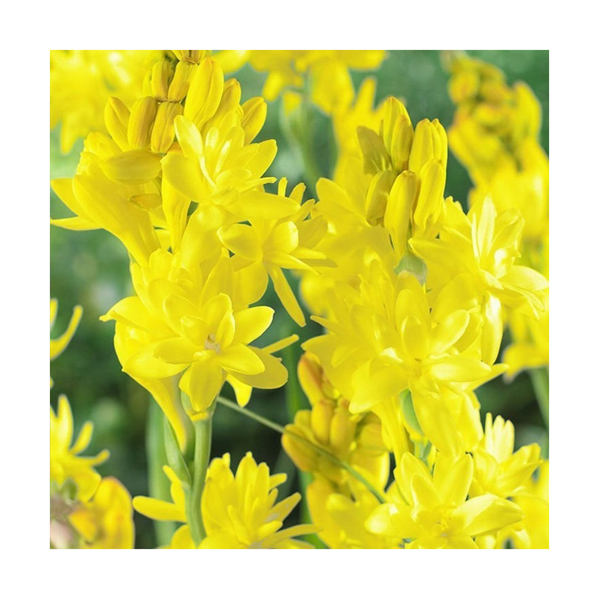 Tuberóza Super Gold - Polianthes tuberosa - prodej cibulovin - 1 ks