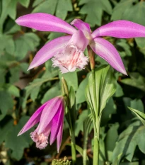 Plejonka - Pleione formosana - prodej cibulovin - 1 ks