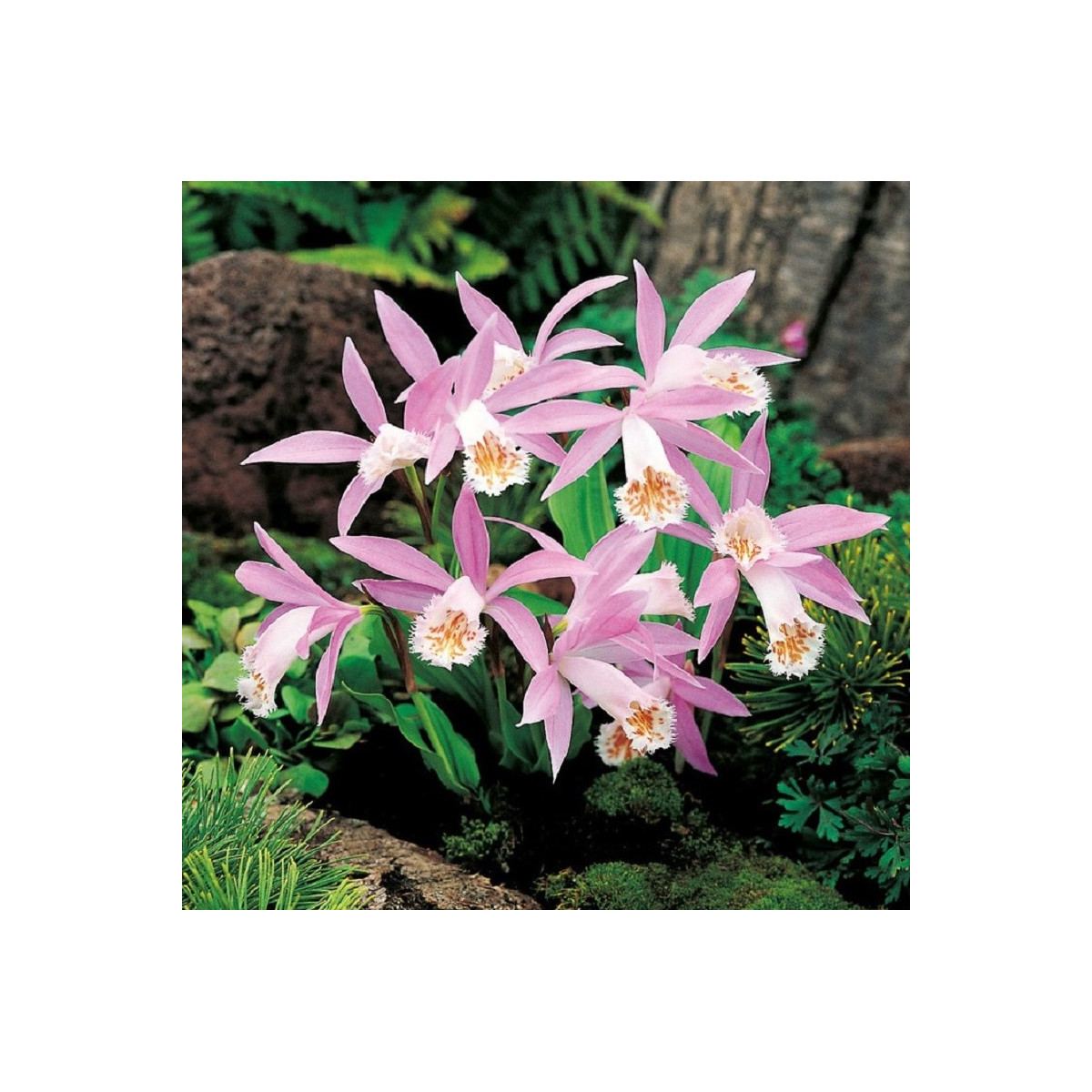 Plejonka - Pleione formosana - prodej cibulovin - 1 ks