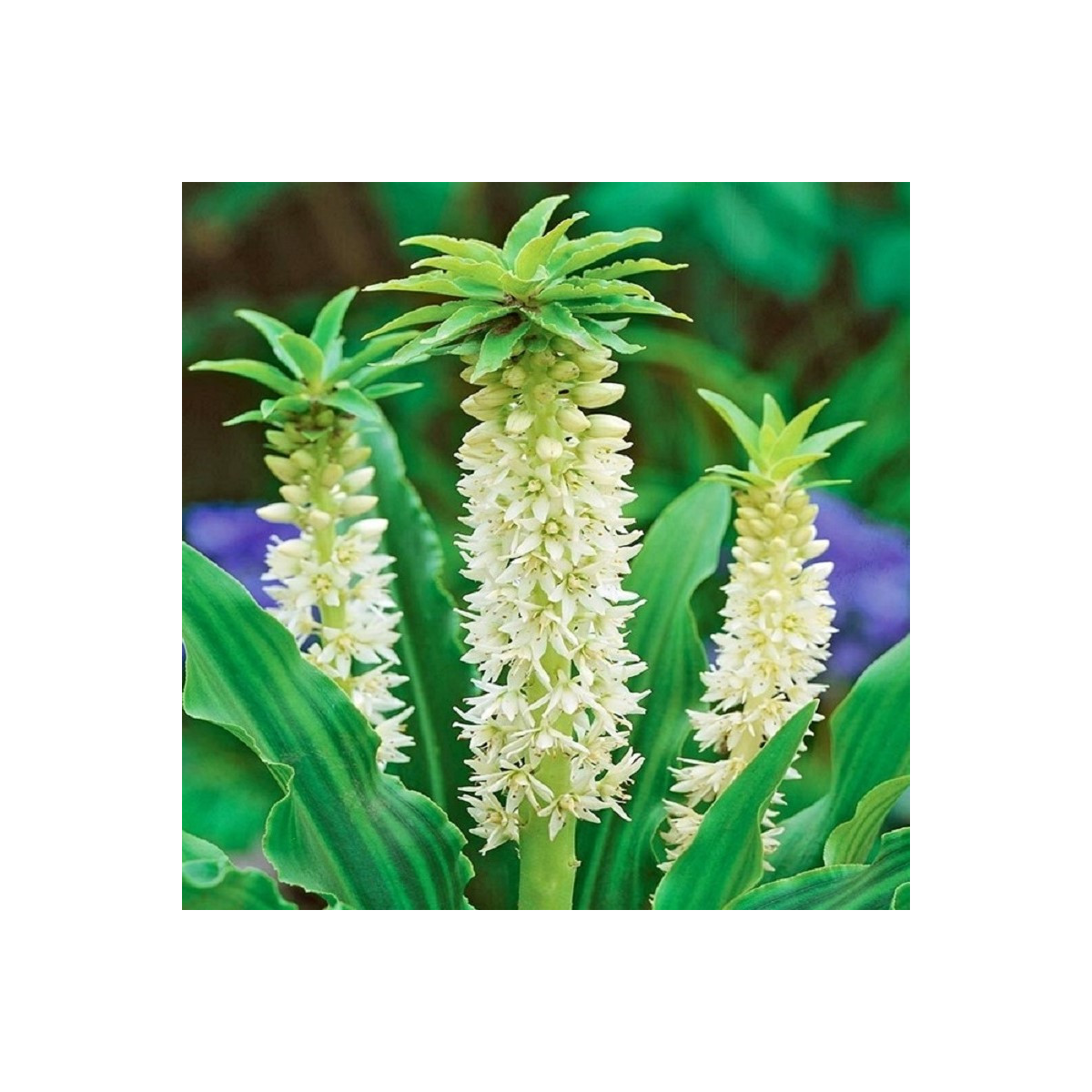 Chocholatice Autumnalis - Eucomis - prodej cibulovin - 1 ks