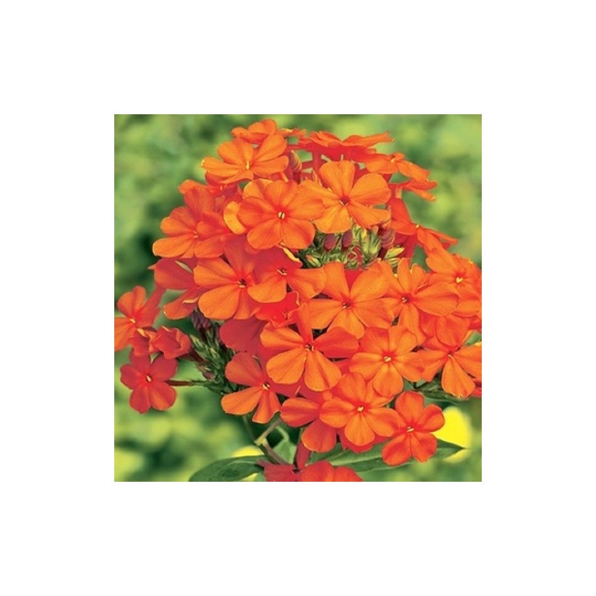 Plaménka oranžová - Phlox - prodej prostokořenných sazenic - 1 ks