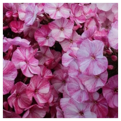 Plaménka Freckle Red Shades - Phlox - prodej prostokořenných sazenic - 1 ks