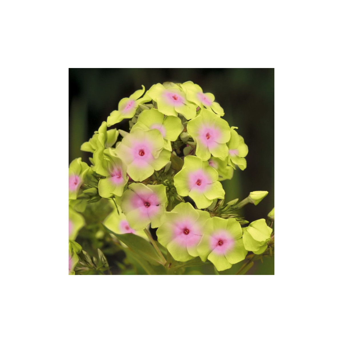 Plaménka Sherbet Blend - Phlox - prodej prostokořenných sazenic - 1 ks