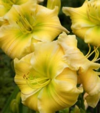 Denivka Tequila and Lime - Hemerocallis - prodej cibulovin - 1 ks