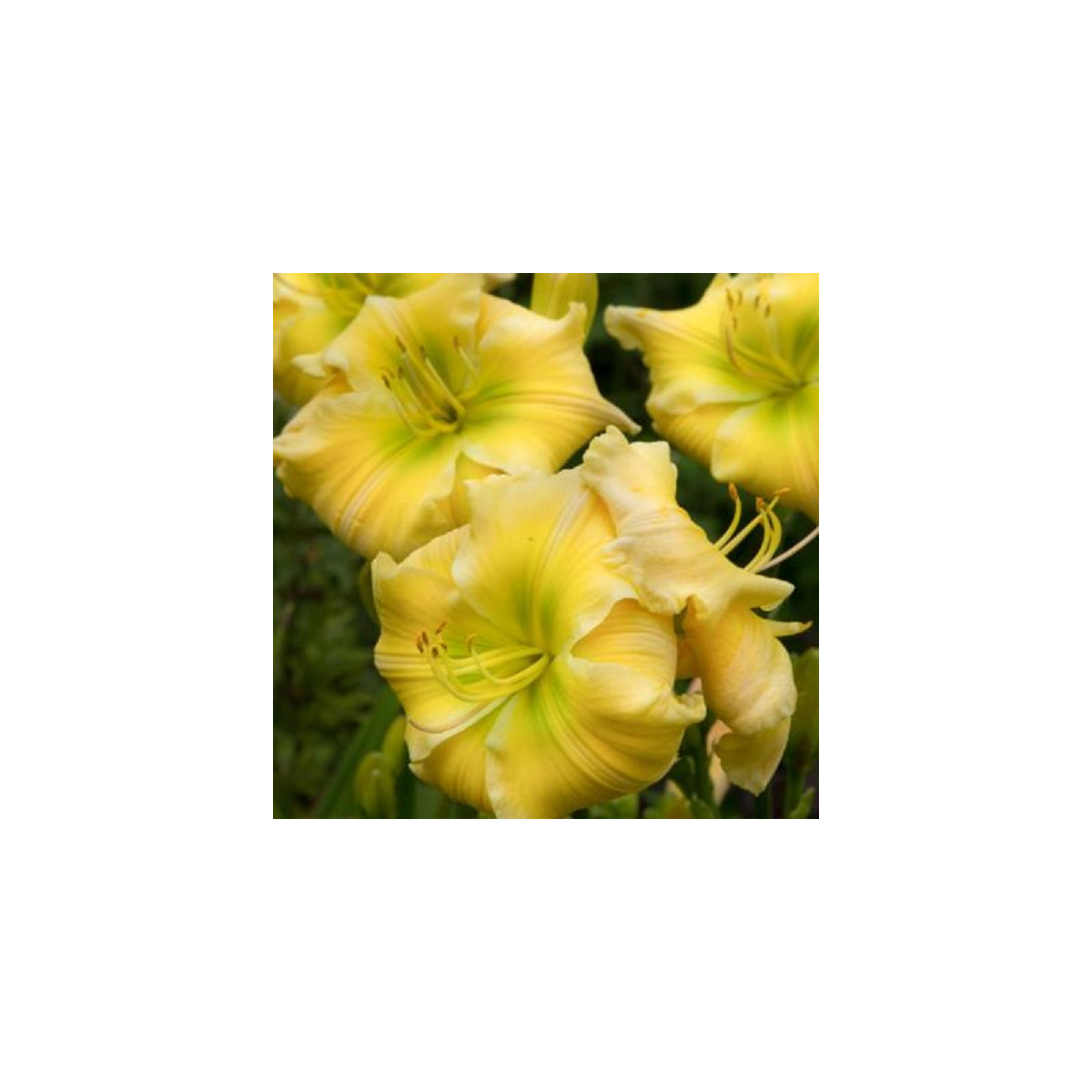 Denivka Tequila and Lime - Hemerocallis - prodej cibulovin - 1 ks