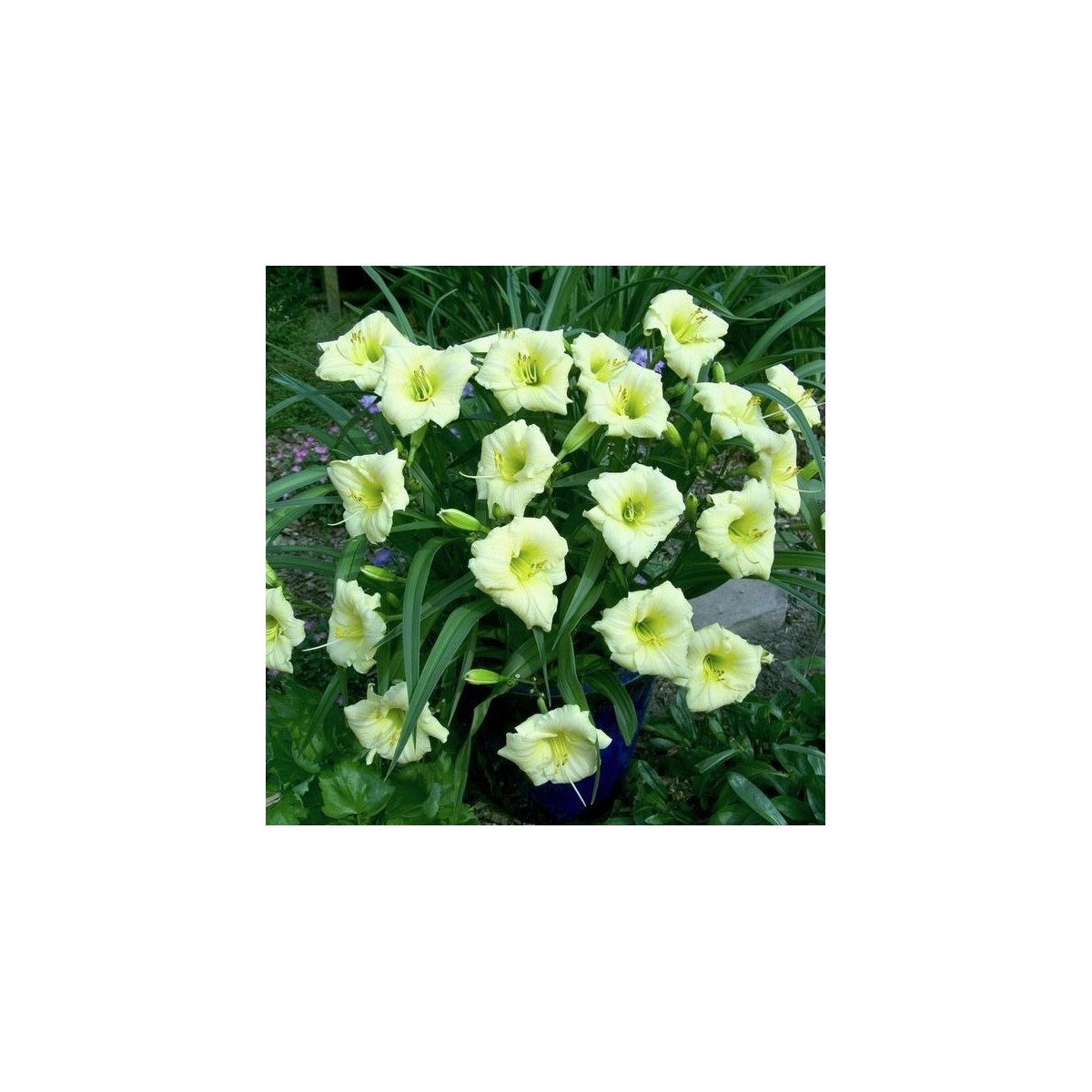 Denivka Longsfield Pearl - Hemerocallis - prodej cibulovin - 1 ks