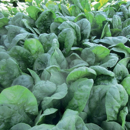 Špenát setý Sacramento F1 - Spinacia oleracea - prodej semen - 200 ks