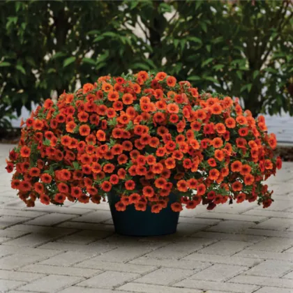Minipetúnie Kabloom Orange - Milionbells - Calibrachoa - prodej semen - 6 ks