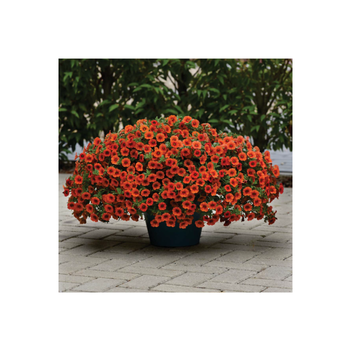 Minipetúnie Kabloom Orange - Milionbells - Calibrachoa - prodej semen - 6 ks