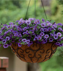 Minipetúnie Kabloom Denim - Milionbells - Calibrachoa - prodej semen - 6 ks