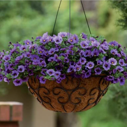 Minipetúnie Kabloom Denim - Milionbells - Calibrachoa - prodej semen - 6 ks