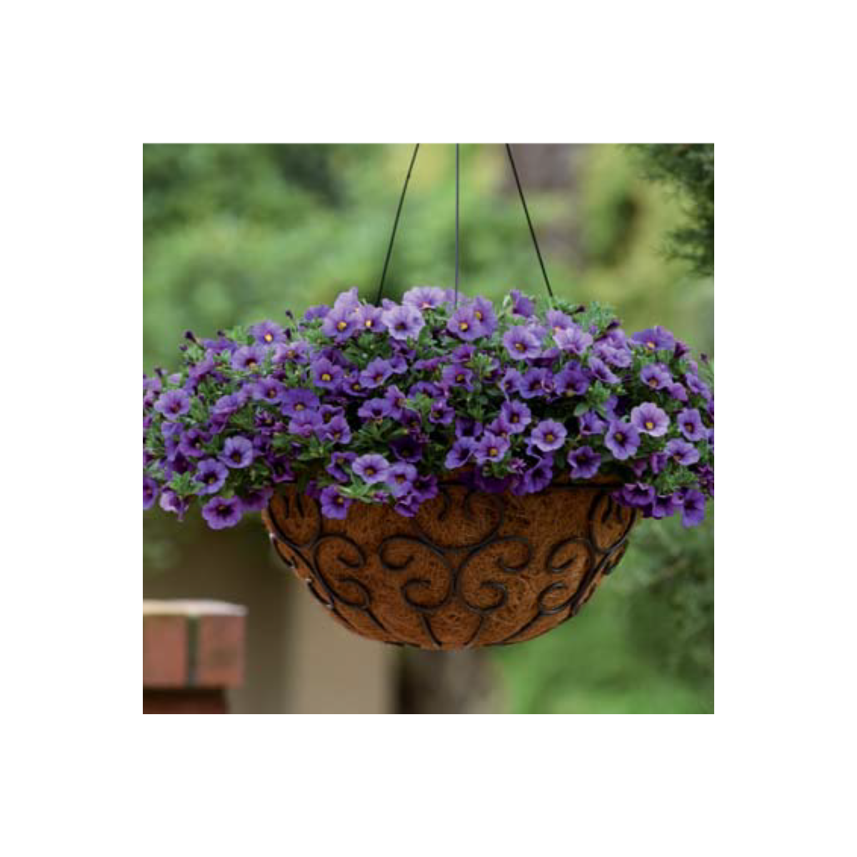 Minipetúnie Kabloom Denim - Milionbells - Calibrachoa - prodej semen - 6 ks