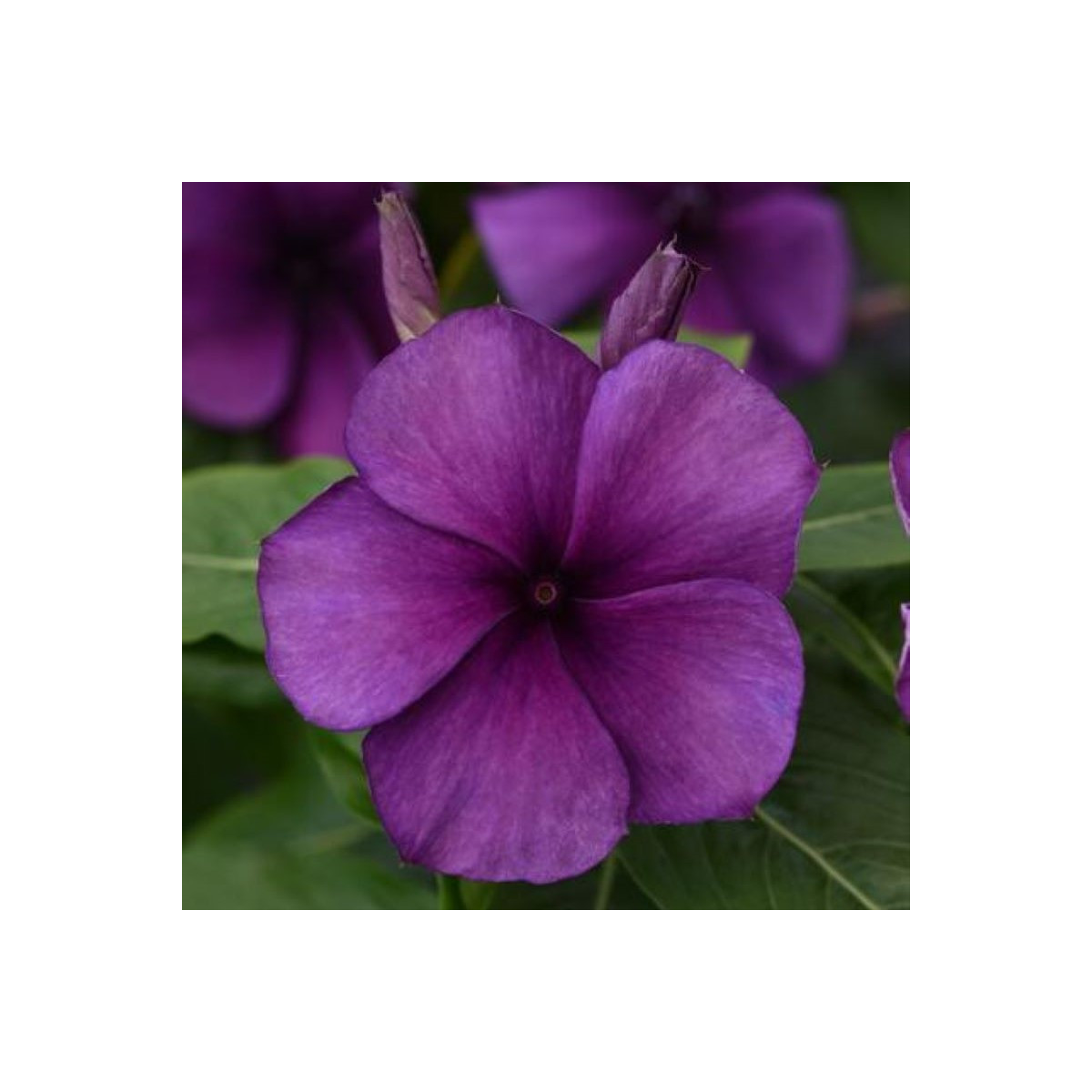 Barvínek Tatoo Blueberry - Catharanthus - prodej semen - 20 ks