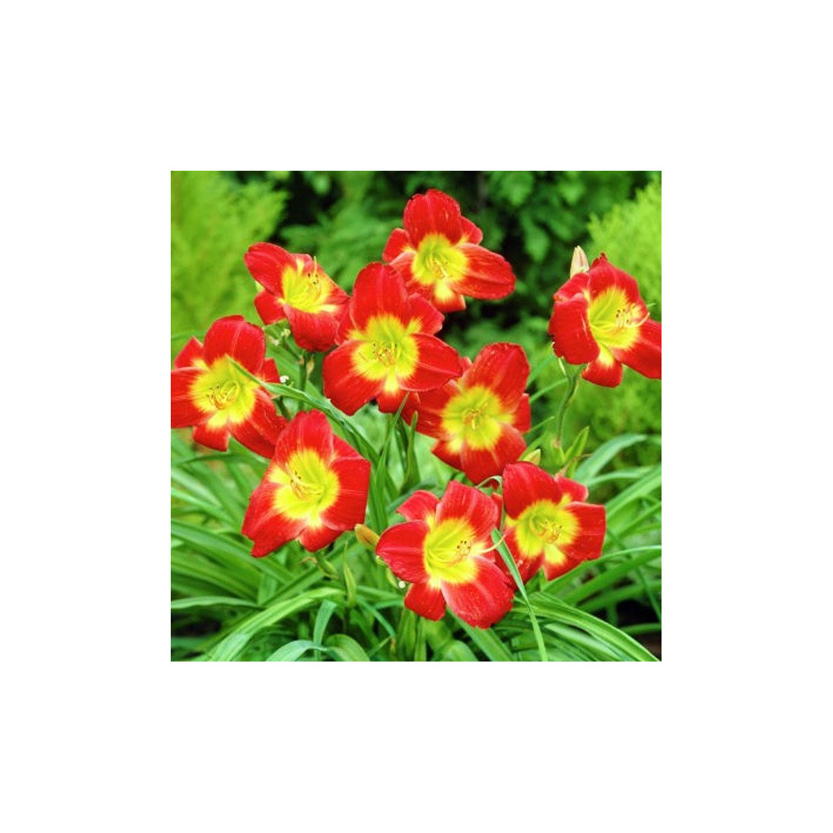 Denivka Longsfield Red Baron - Hemerocallis - prodej cibulovin - 1 ks