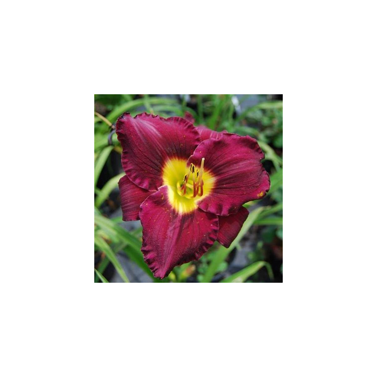 Denivka Catcher in the Eye - Hemerocallis - prodej cibulovin - 1 ks