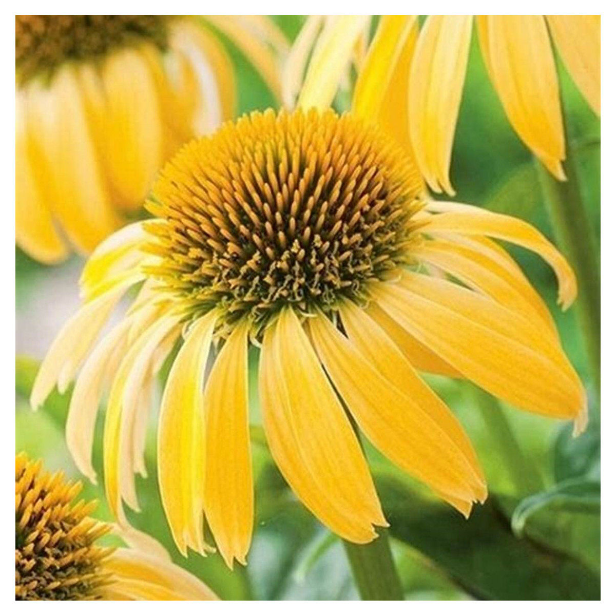 Třapatkovka žlutá - Echinacea - prodej prostokořenných sazenic - 1 ks