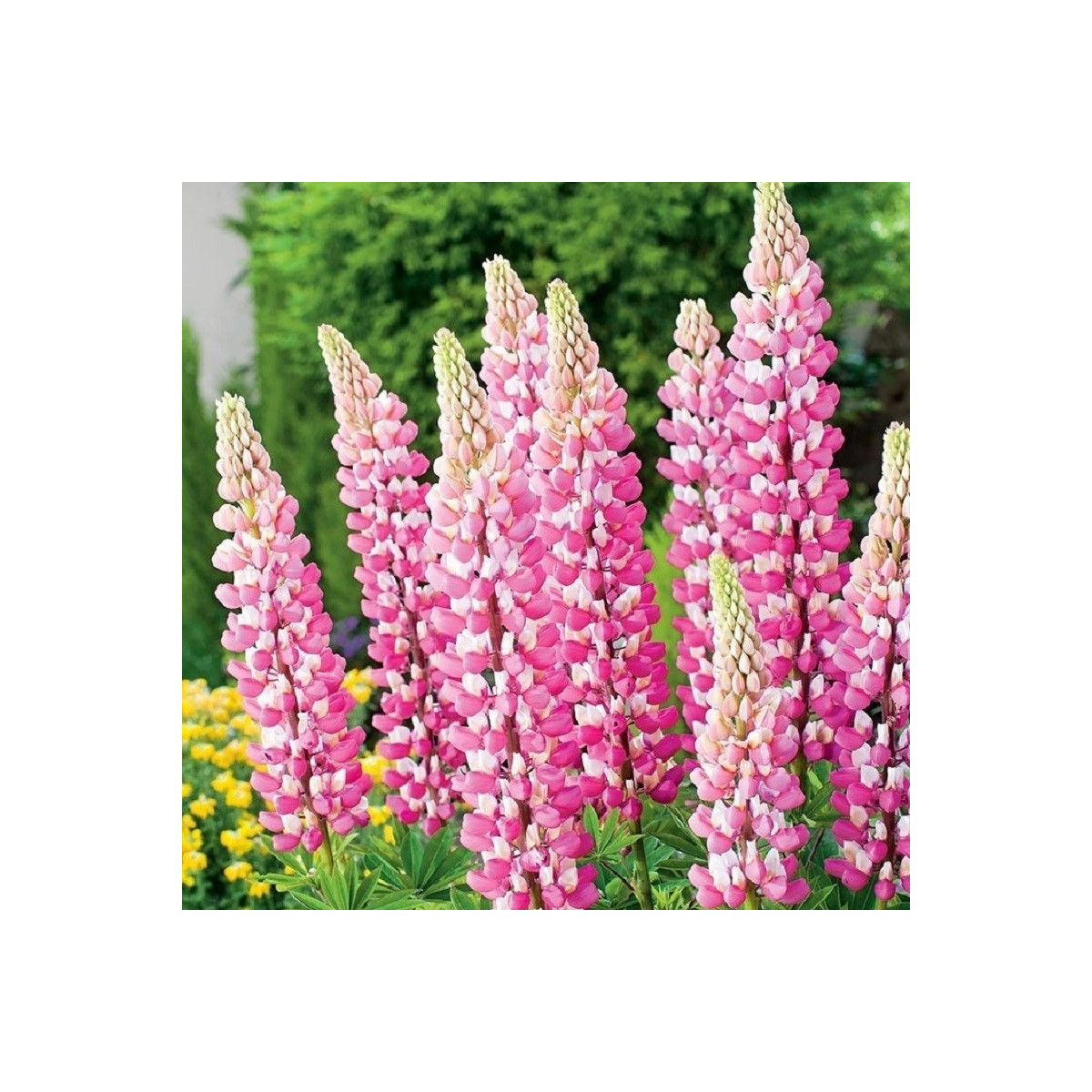 Lupina růžová - Lupinus - prodej prostokořenných sazenic - 1 ks