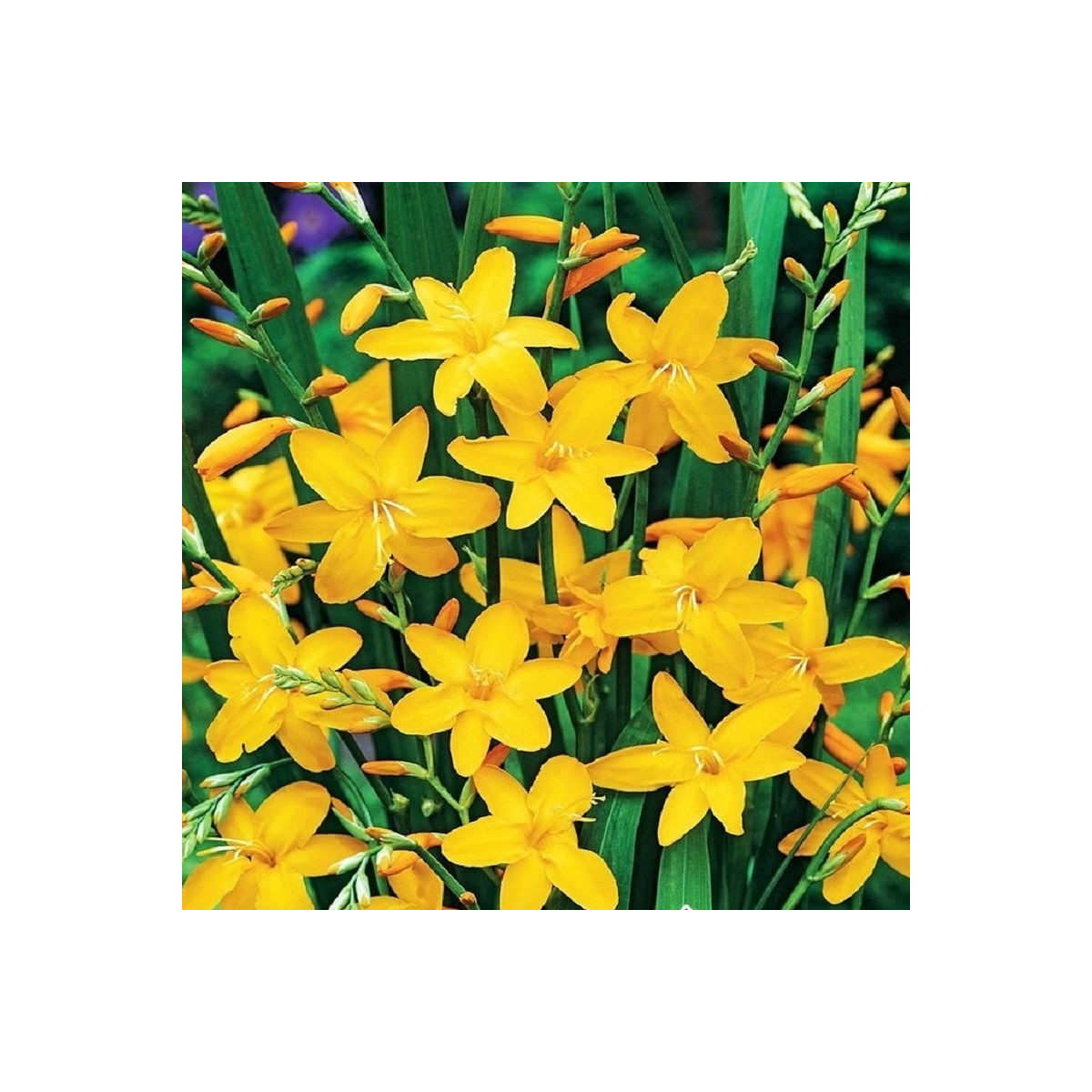Montbrécie Sonate - Crocosmia - prodej cibulovin - 4 ks