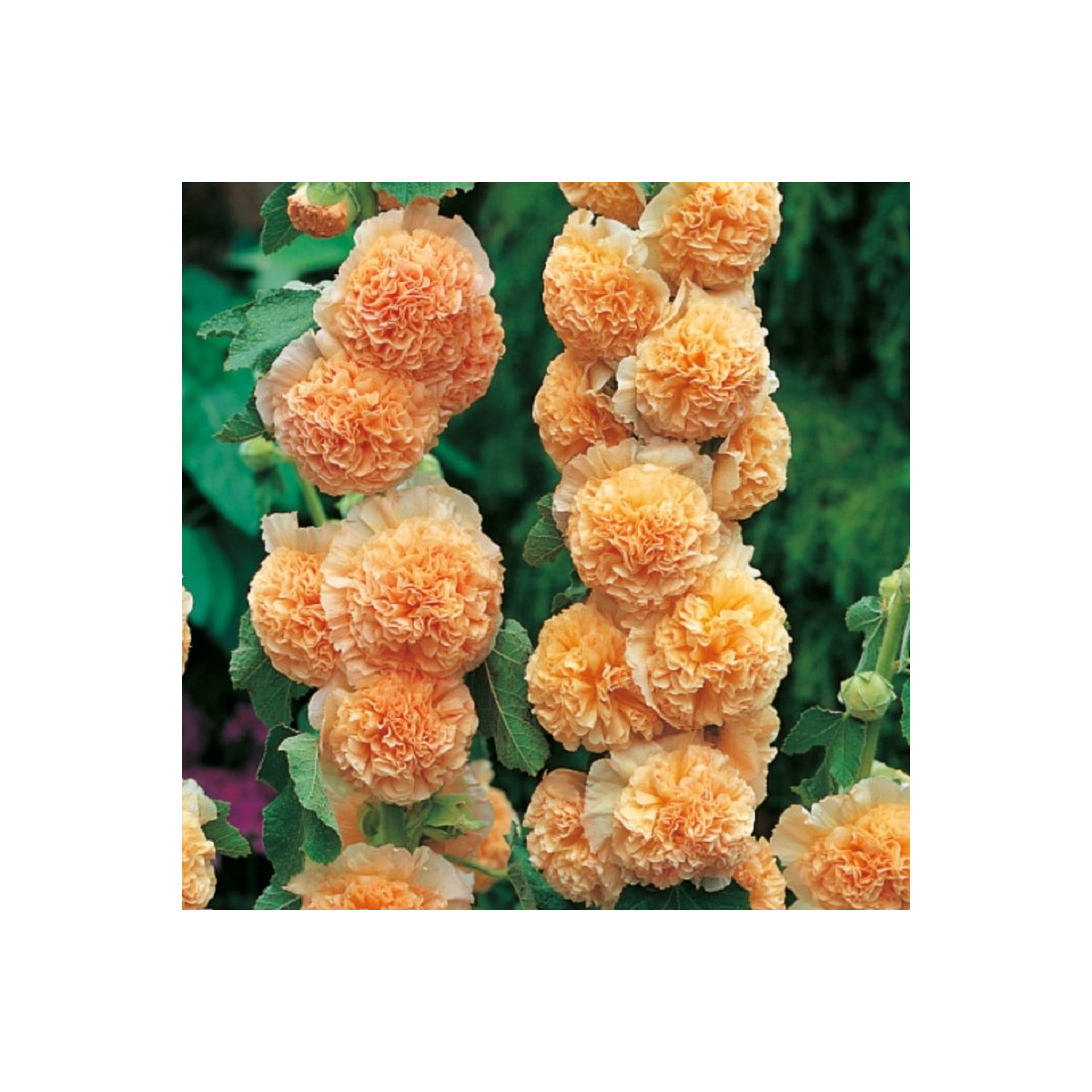 Topolovka oranžová - Alcea - prodej prostokořenných sazenic - 1 ks