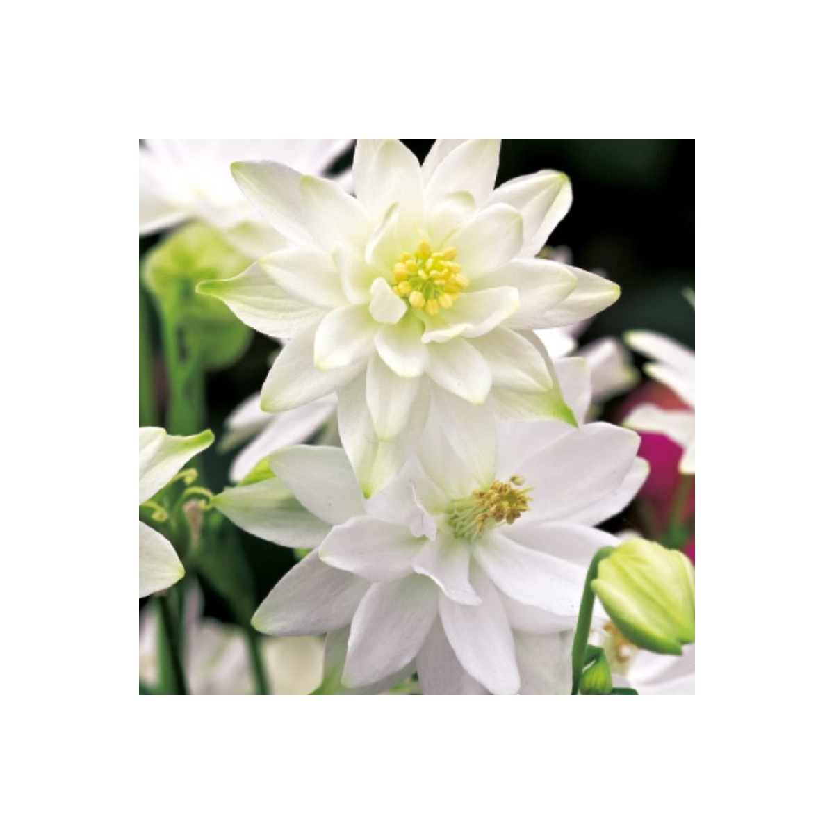 Orlíček plnokvětý bílý - Aquilegia - prodej prostokořenných sazenic - 1 ks