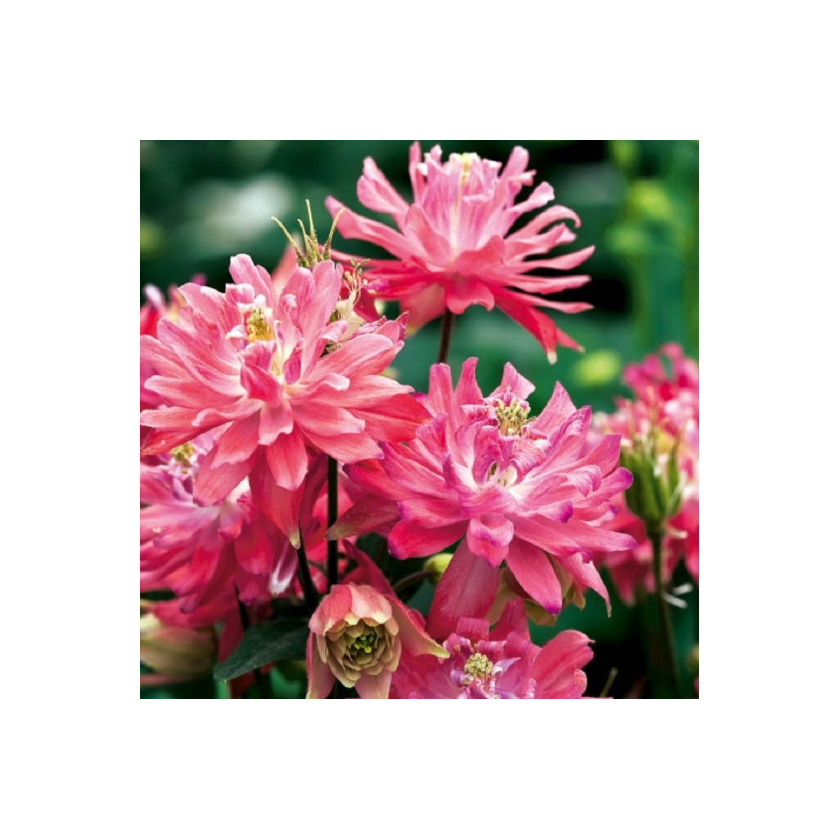 Orlíček plnokvětý růžový - Aquilegia - prodej prostokořenných sazenic - 1 ks