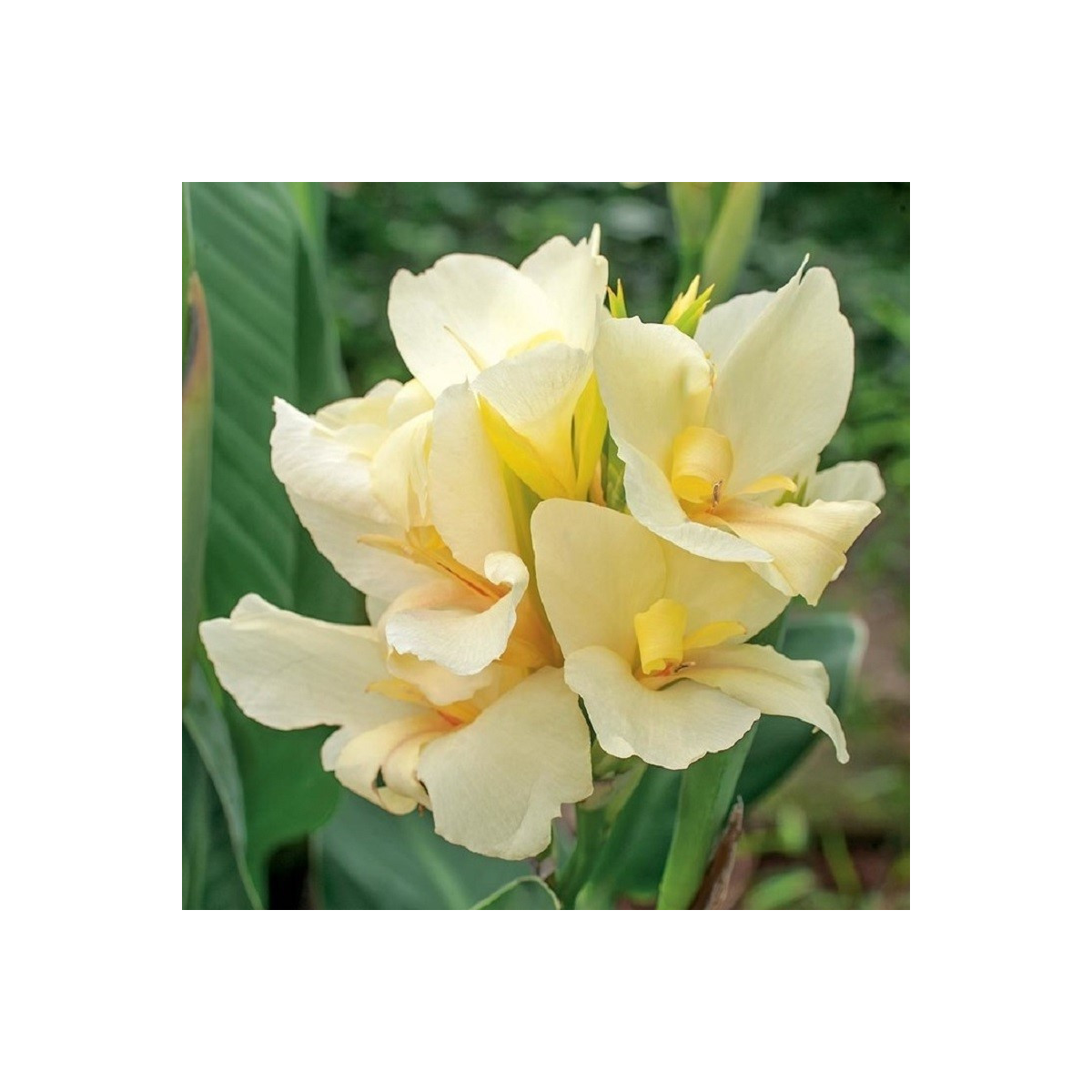 Dosna Puck - Canna - prodej cibulovin - 1 ks