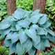 Bohyška - Hosta Canadian Blue - prodej cibulovin - 1 ks
