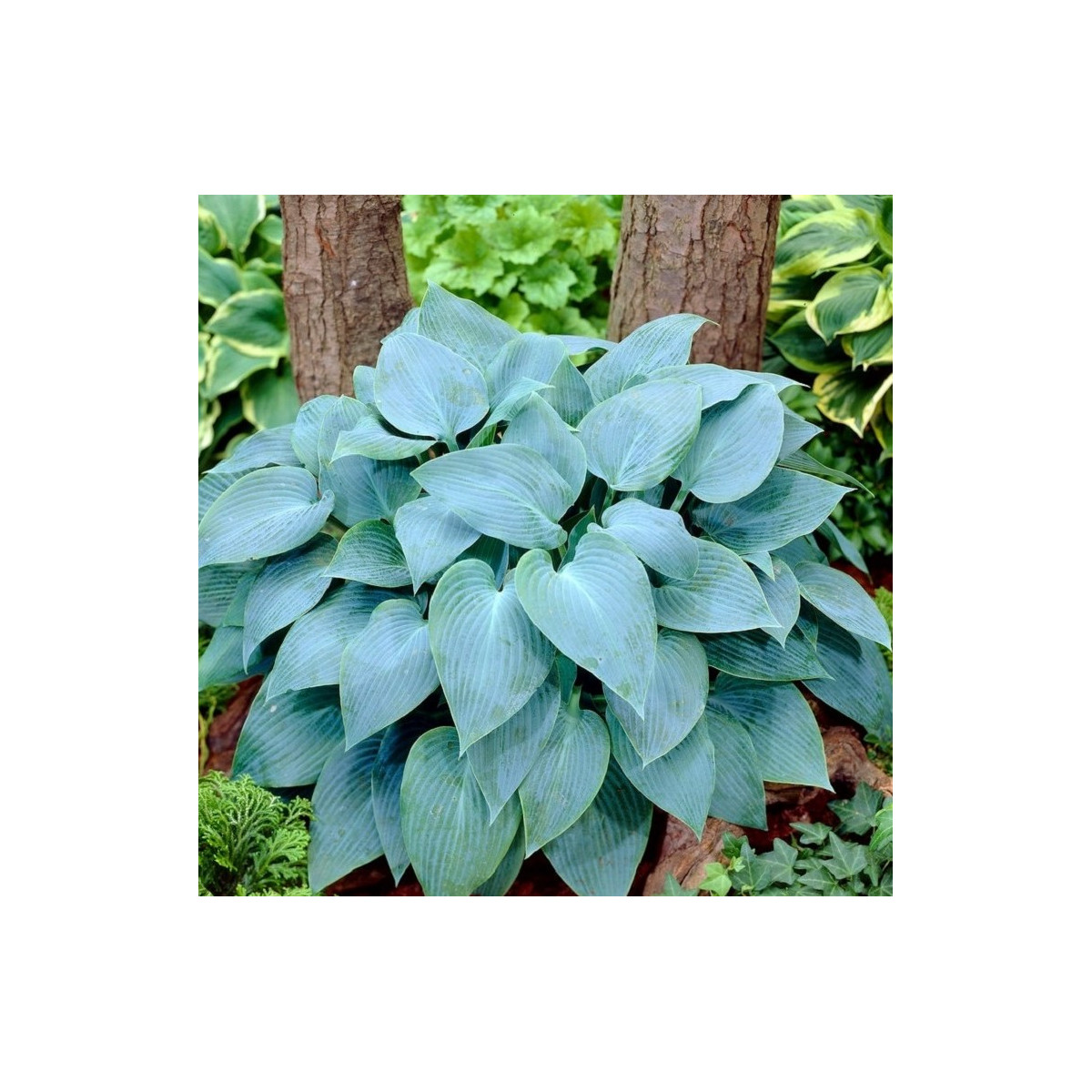 Bohyška - Hosta Canadian Blue - prodej cibulovin - 1 ks