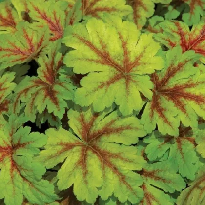 Dlužicha Dales Strain - Heuchera - prodej prostokořenných sazenic - 1 ks