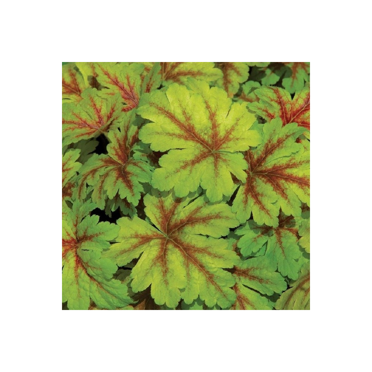 Dlužicha Dales Strain - Heuchera - prodej prostokořenných sazenic - 1 ks