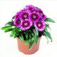 Hvozdík Chiba Purple Picotee F1 - Dianthus interspecific - prodej semen - 18 ks