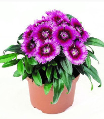 Hvozdík Chiba Purple Picotee F1 - Dianthus interspecific - prodej semen - 18 ks