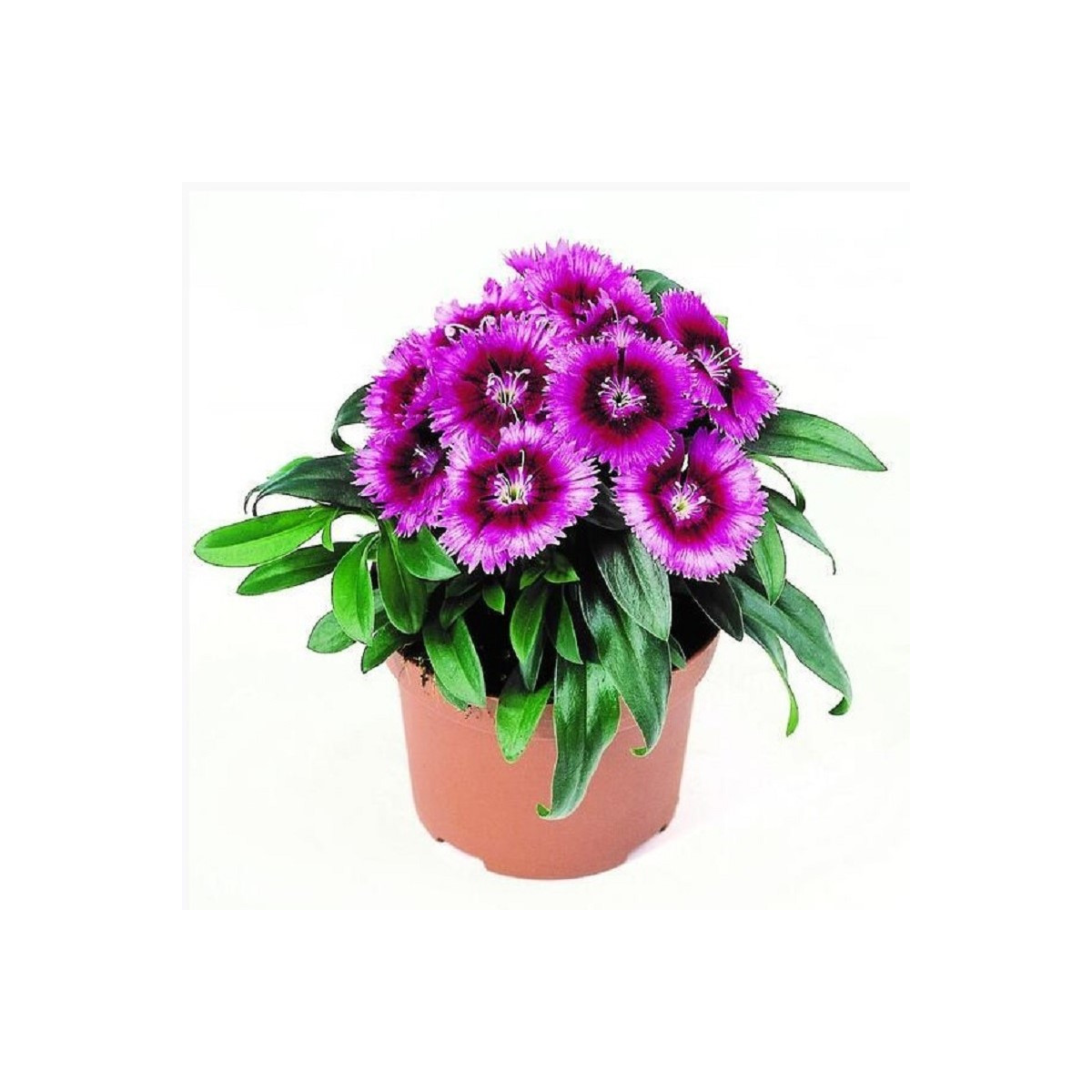 Hvozdík Chiba Purple Picotee F1 - Dianthus interspecific - prodej semen - 18 ks