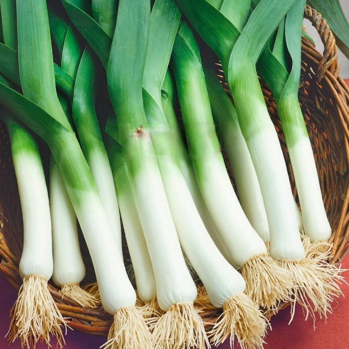 Pór Odrín F1 - Allium porrum - prodej semen - 70 ks