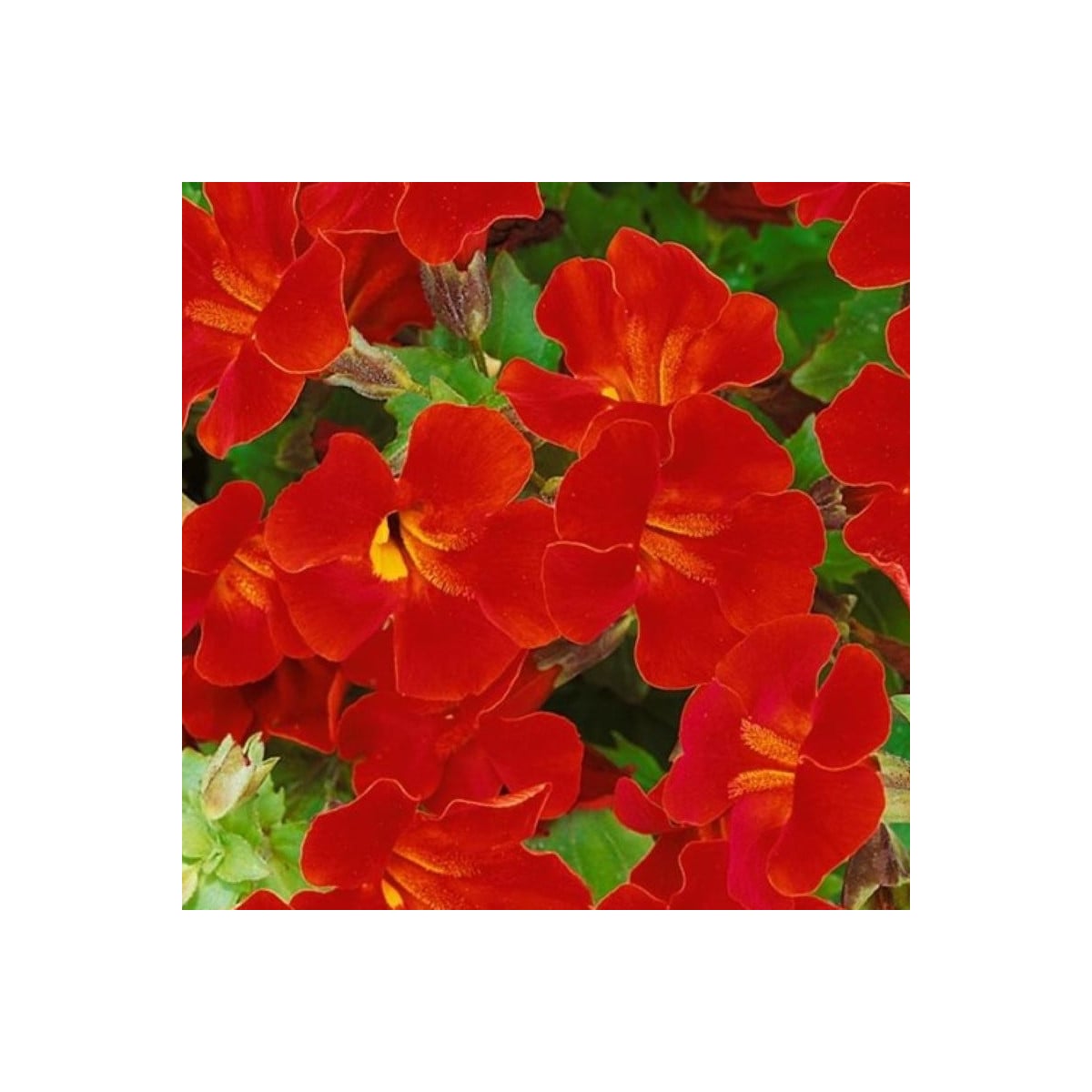 Kejklířka Magic Red - Mimulus hybridus - prodej semen - 30 ks