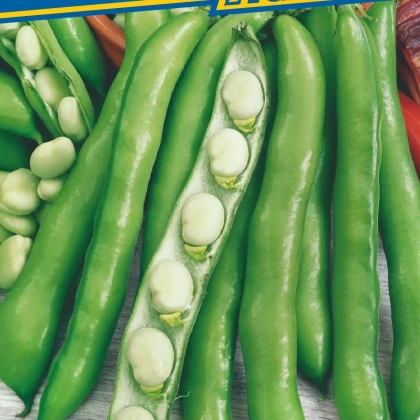 Bob obecný Perla - Vicia faba - prodej semen - 20 ks