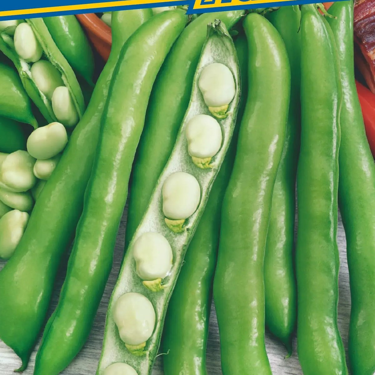 Bob obecný Perla - Vicia faba - prodej semen - 20 ks