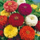 Ostálka jiřinkokvětá směs - Zinnia elegans - prodej semen - 0,5 g