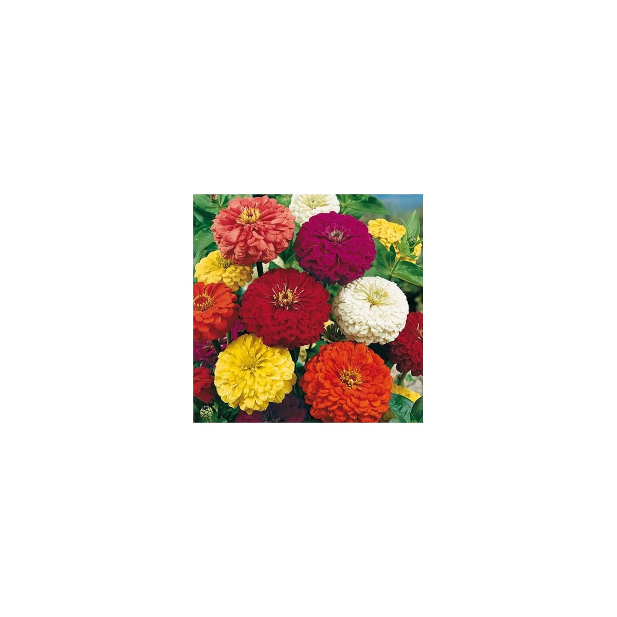 Ostálka jiřinkokvětá směs - Zinnia elegans - prodej semen - 0,5 g