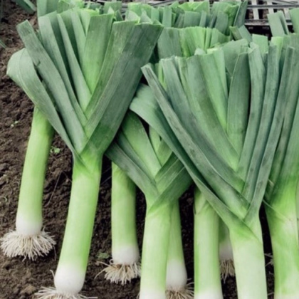 Pór Herbstriesen 2 - Allium porrum - prodej semen - 200 ks