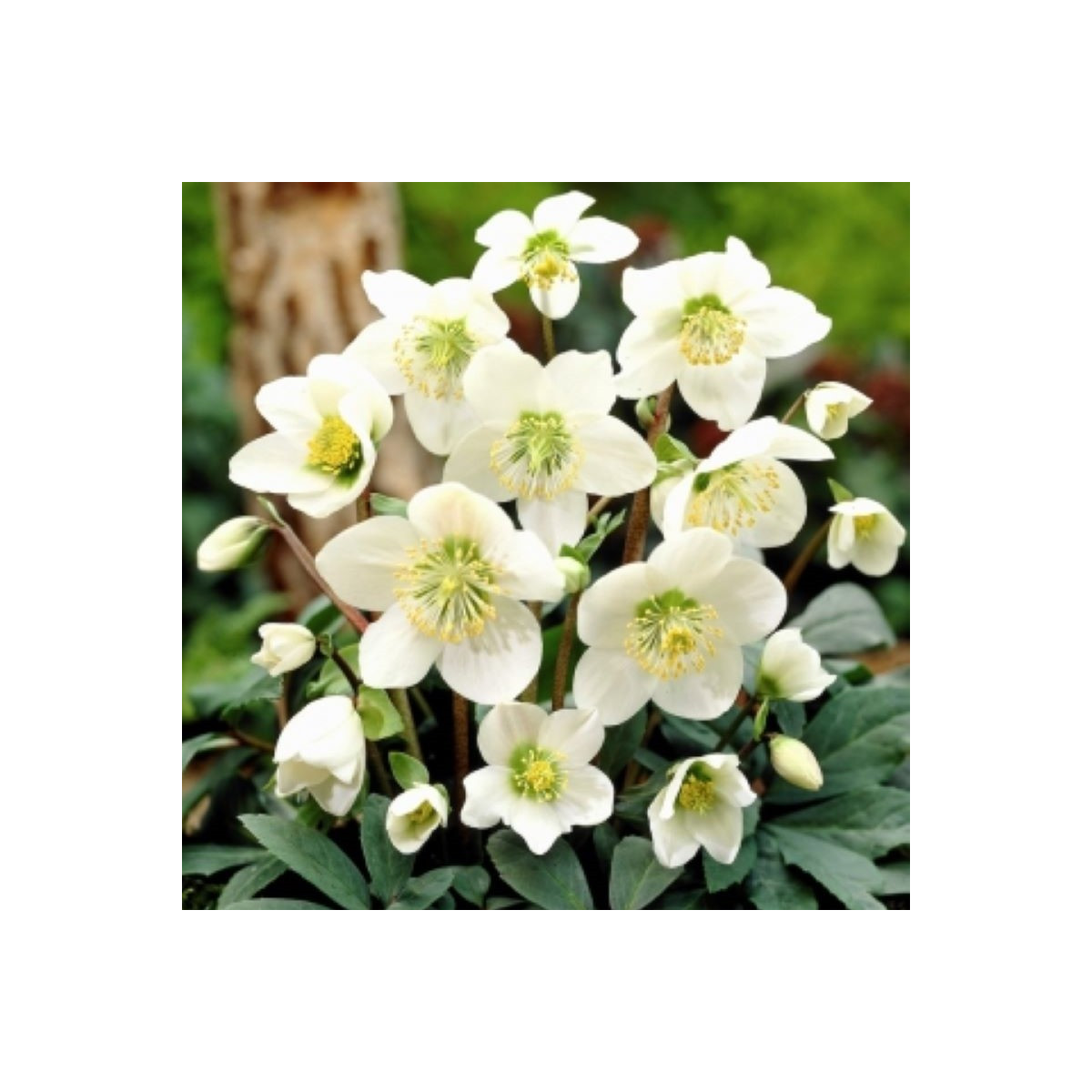 Čemeřice bílá - Helleborus niger - prodej prostokořenných sazenic - 1 ks