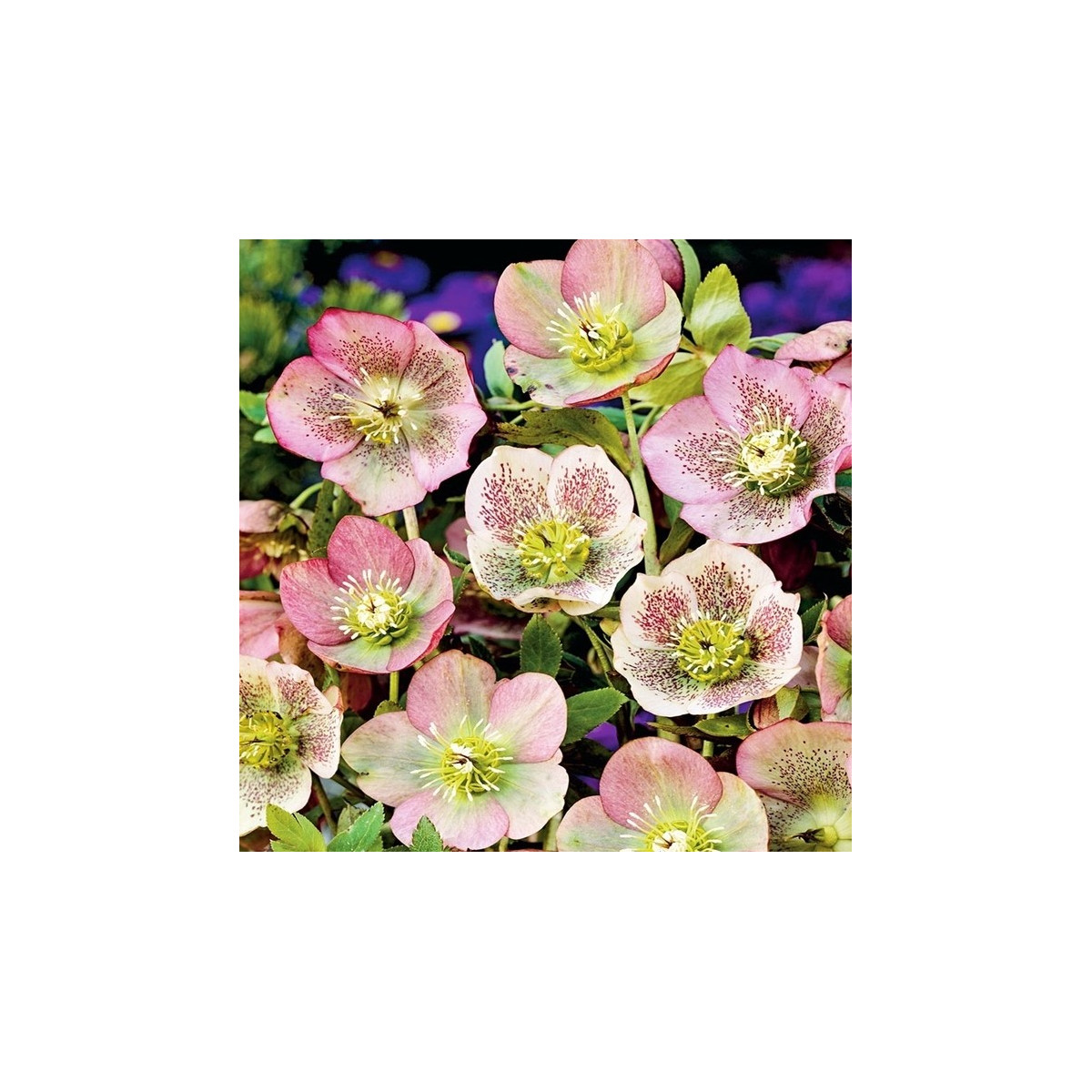 Čemeřice východní - Helleborus orientalis - prodej prostokořenných sazenic - 1 ks