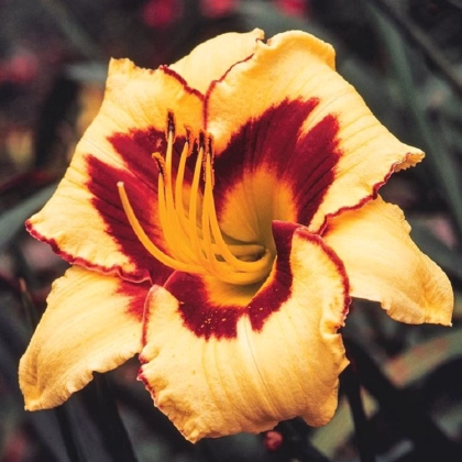 Denivka Eye on America - Hemerocallis - prodej cibulovin - 1 ks