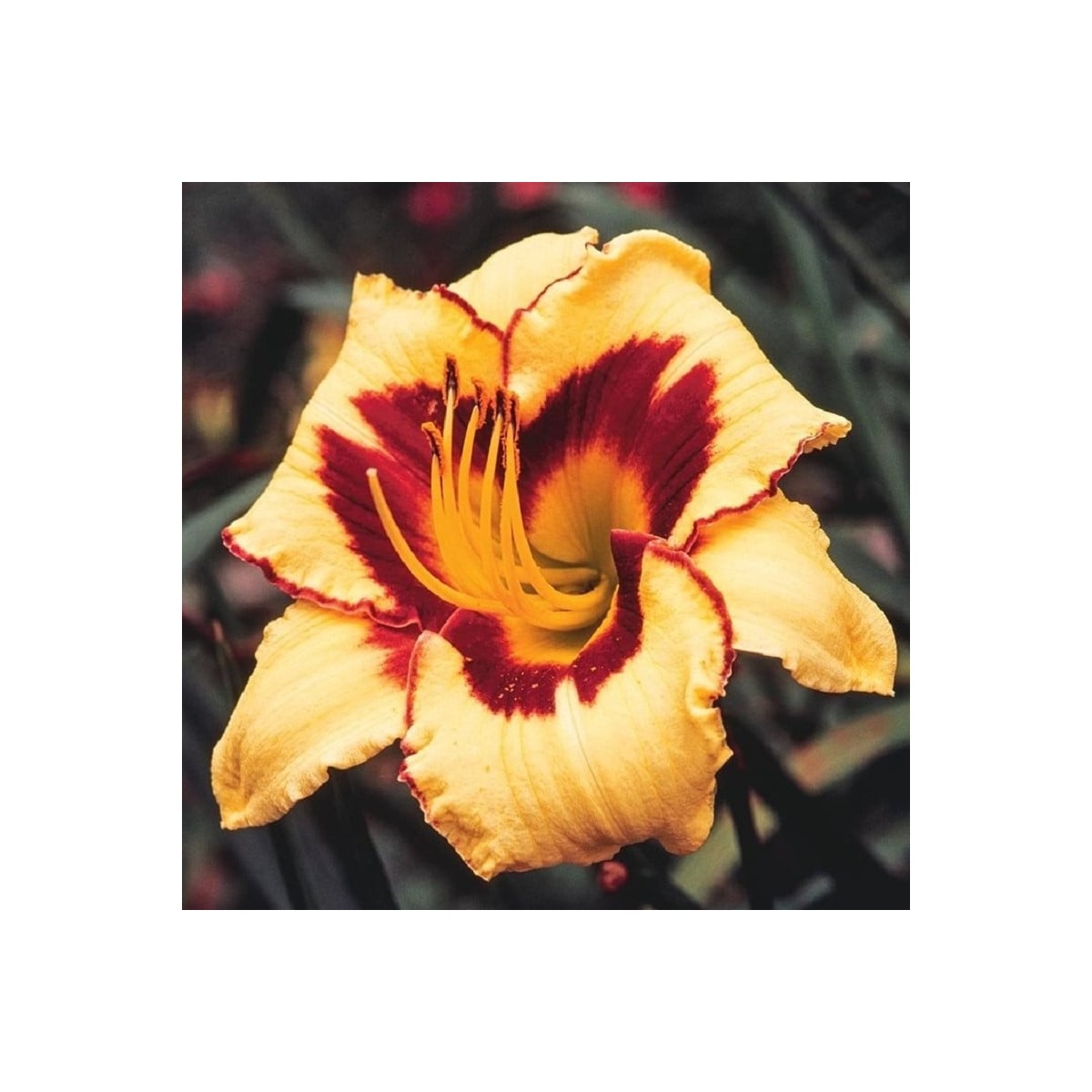 Denivka Eye on America - Hemerocallis - prodej cibulovin - 1 ks